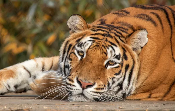 Picture look, face, tiger, background, portrait, paws, lies