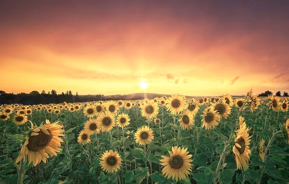 Field, summer, the sky, the sun, sunflowers, flowers, dawn, morning