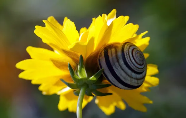 Picture macro, light, flowers, yellow, snail, petals, shell