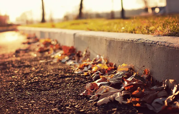 Grass, leaves, heat, Road, border, Sunny day, filters