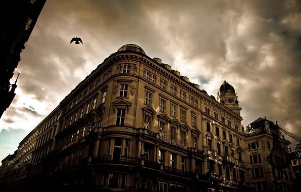 The city, bird, flight, architecture, Austria, Vienna