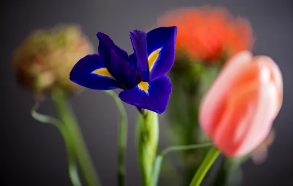 Picture flower, petals, tulips, iris