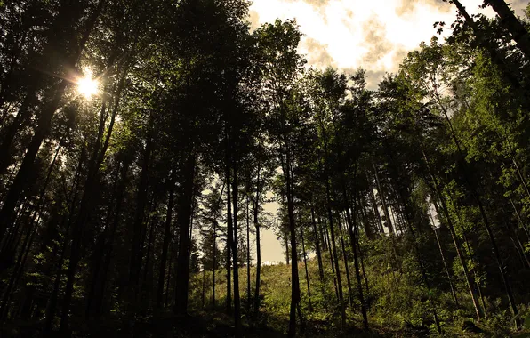 Forest, the sky, grass, the sun, rays