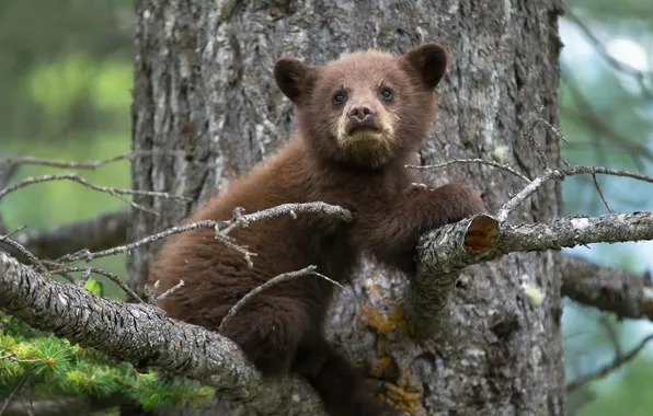 Picture nature, tree, bear