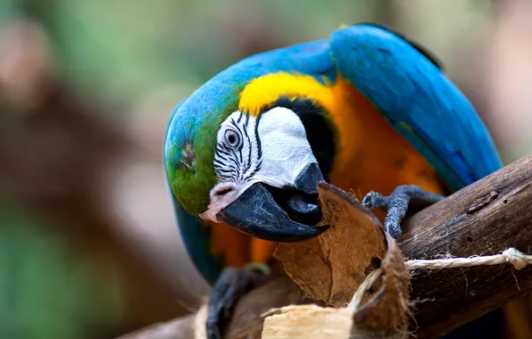 Blue, bird, beak, parrot, Ara