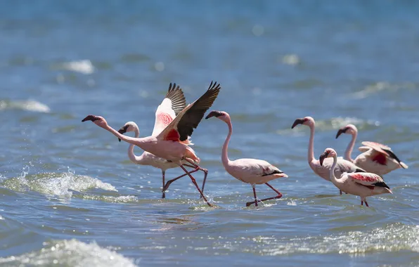 Water, birds, nature, Flamingo