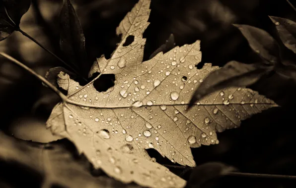 Fall, leaves, drops