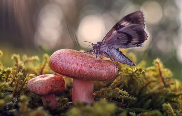 Mushrooms, moss, wings, moth