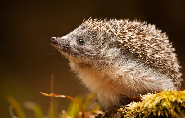 Picture background, muzzle, hedgehog