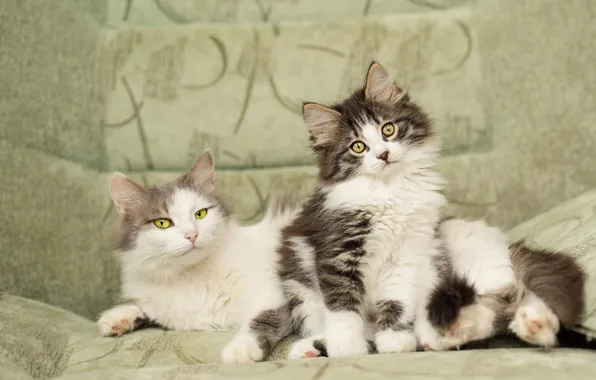 Look, cats, pose, comfort, kitty, background, sofa, cats