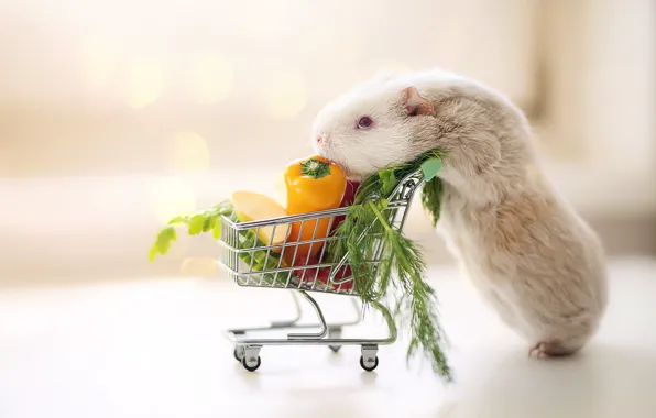 Picture Guinea pig, truck, vegetables