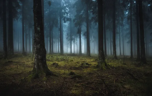 Forest, trees, nature, fog