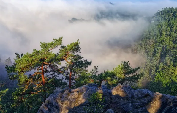 Picture forest, clouds, trees, landscape, nature, rocks, pine