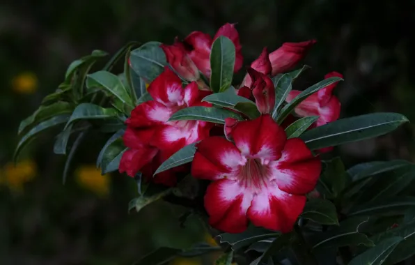 Flowers, pink, flowering, adenium, desert rose