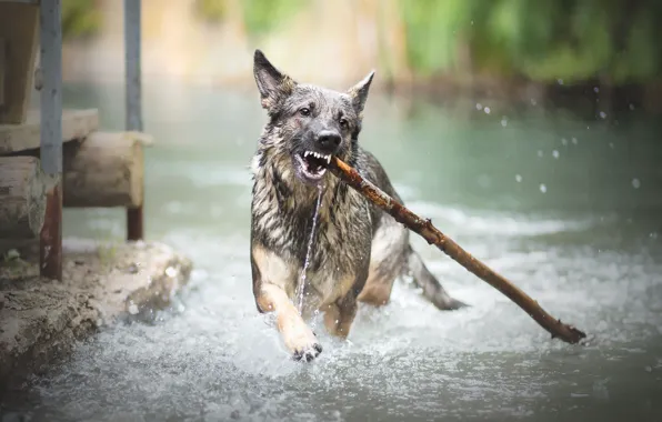 River, dog, stick