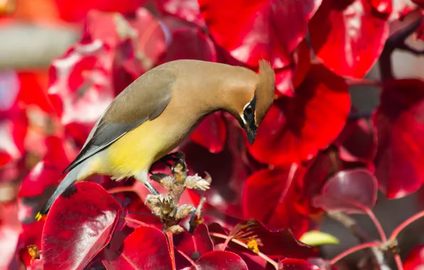 Leaves, bird, paint, the Waxwing