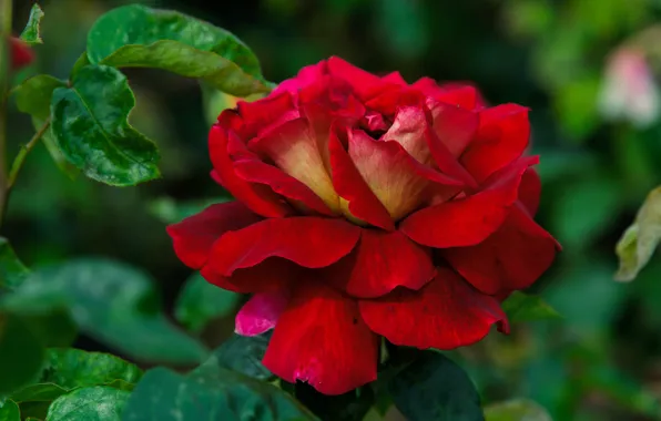 Picture leaves, flowers, red, roses, garden, scarlet, blurred background