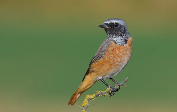Branches, bird, bird, Redstart