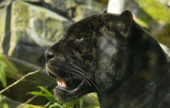 Picture look, face, black, predator, Panther, Jaguar, profile