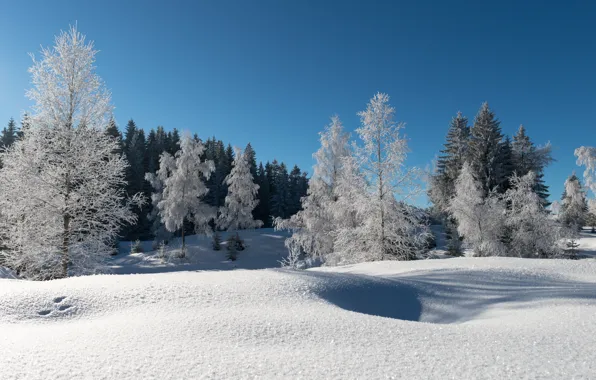 Winter, frost, forest, snow, trees, blue sky