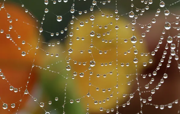 Picture autumn, drops, Rosa, web