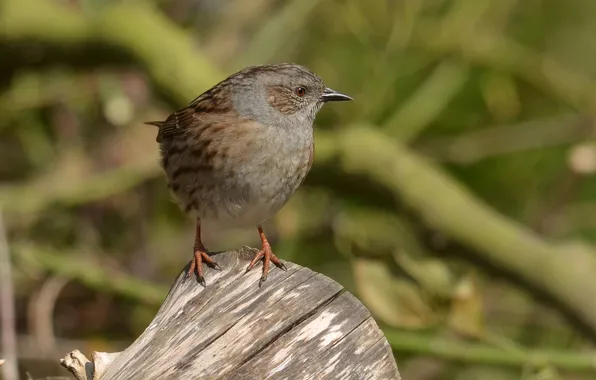 Background, bird, blur, stump