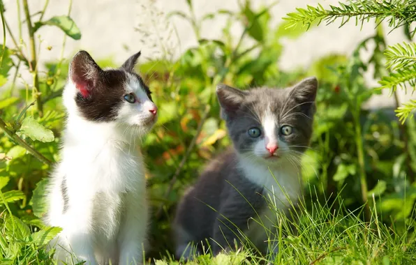 Picture kittens, grass, weed, twigs, kittens, twigs