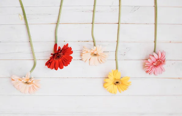 Flowers, background, Gerbera