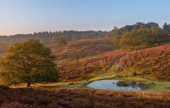 Picture dawn, Netherlands, Holland, Rheden, Gelderland, Posbank