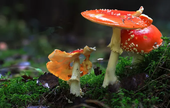 Mushrooms, moss, holes, hats, Amanita, family