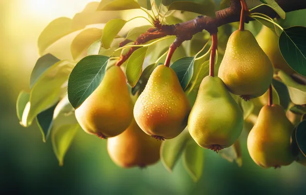 Leaves, yellow, fruit, fruit, pear, on the branch, ripe, hang