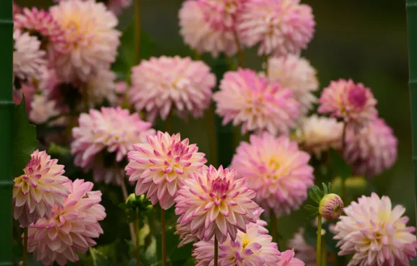 Color, beauty, petals, flowering, dahlias