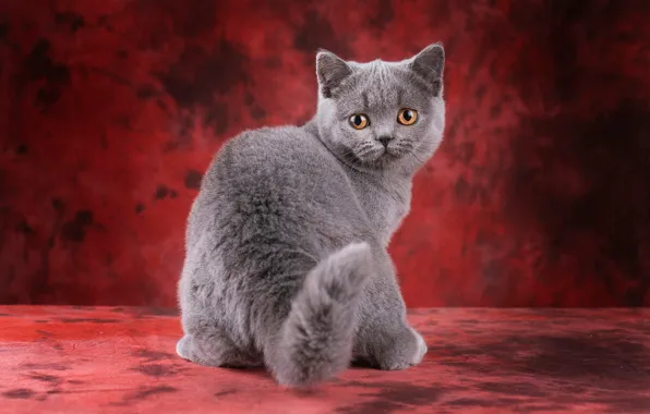 Cat, cat, look, pose, kitty, grey, back, turn
