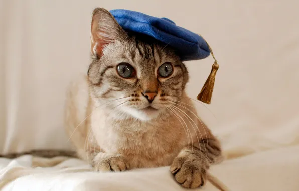 Cat, cat, look, blue, takes