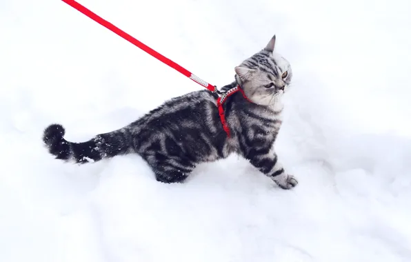Winter, cat, cat, snow, kitty, leash, British, British