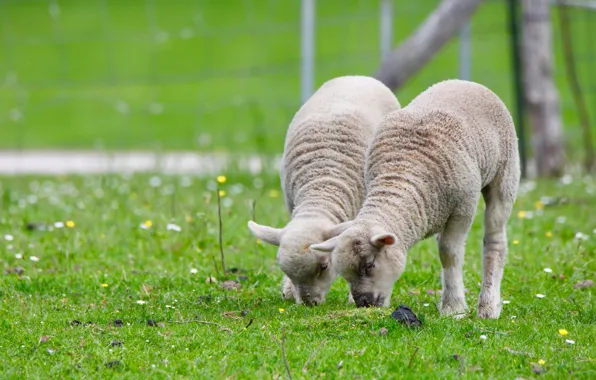 Greens, summer, pose, glade, sheep, spring, pasture, the fence