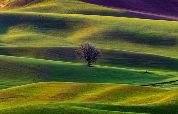 Picture grass, landscape, nature, tree, hills, field