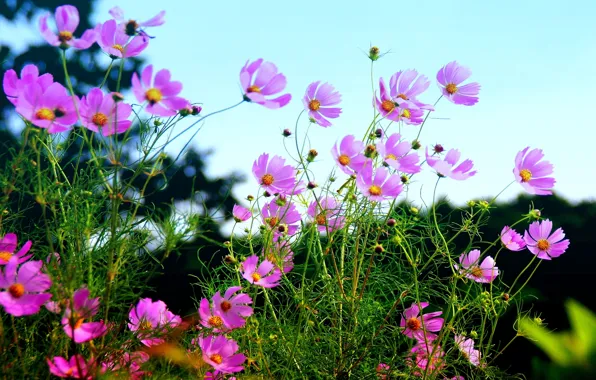 Summer, field, nature, pink, flowers, blossoms