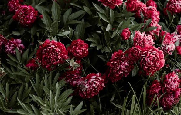 Flowers, the bushes, peonies