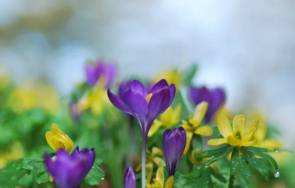 Picture water, drops, flowers, nature, spring, crocuses