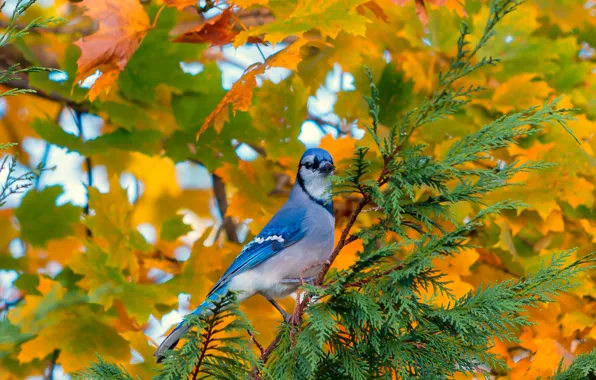 Picture autumn, leaves, tree, bird, branch