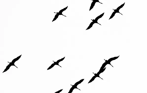 Picture freedom, birds, flight