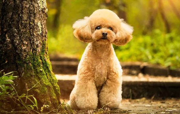 Look, nature, Park, tree, haircut, dog, red, puppy