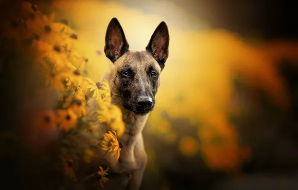 Picture flowers, nature, dog