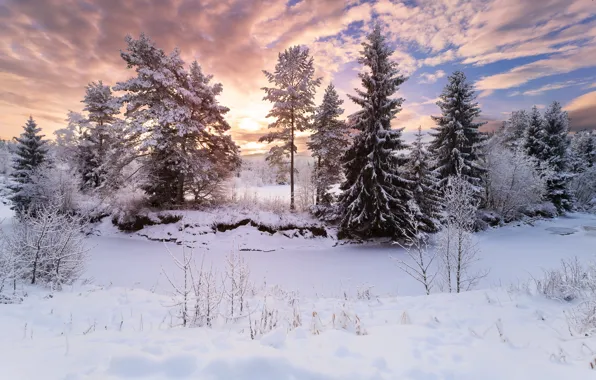 Winter, forest, nature