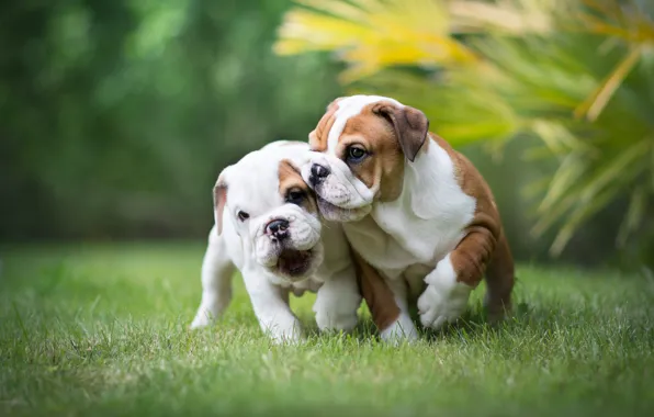 The game, puppies, a couple, dogs, English bulldog