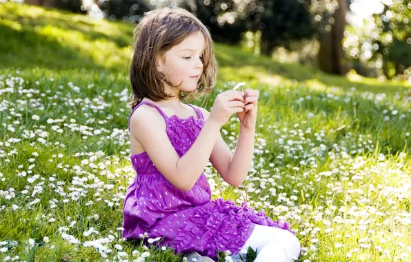 Picture field, girl, sitting, Daisy