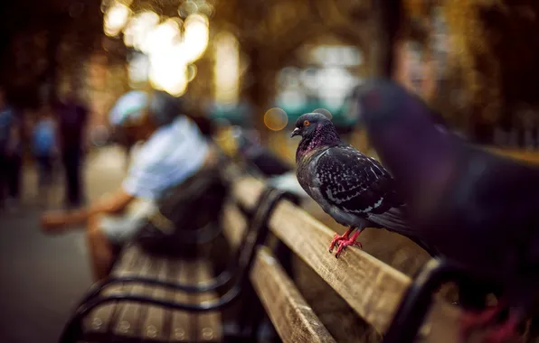 Bench, birds, people, street, focus, blur, shop, pigeons