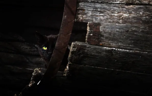 Cat, look, background