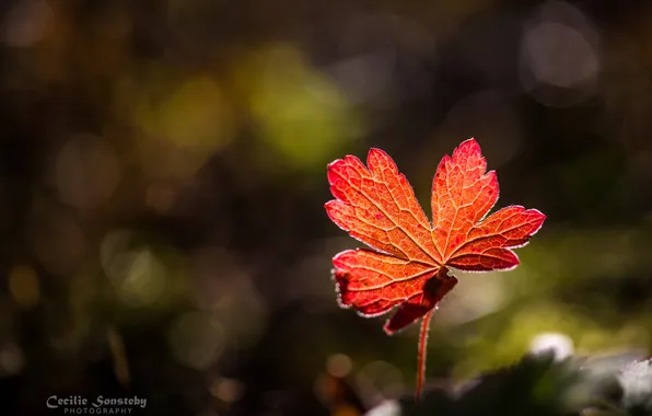 Autumn, macro, light, red, leaf